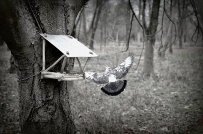 Прикрепленное изображение: Зима в парке.JPG